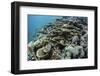 Foliose Corals Grow on a Reef Slope in Raja Ampat, Indonesia-Stocktrek Images-Framed Photographic Print