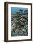 Foliose Corals Grow on a Reef Slope in Raja Ampat, Indonesia-Stocktrek Images-Framed Photographic Print