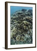 Foliose Corals Grow on a Reef Slope in Raja Ampat, Indonesia-Stocktrek Images-Framed Photographic Print