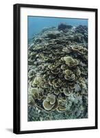 Foliose Corals Grow on a Reef Slope in Raja Ampat, Indonesia-Stocktrek Images-Framed Photographic Print