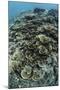 Foliose Corals Grow on a Reef Slope in Raja Ampat, Indonesia-Stocktrek Images-Mounted Photographic Print