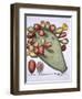 Folium Opuntia from Hortus Eystettensis by Basil Besler-null-Framed Giclee Print