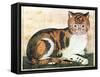Folk Art: Cat-George White-Framed Stretched Canvas