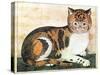 Folk Art: Cat-George White-Stretched Canvas