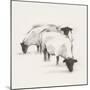 Folksie sheep II-Ethan Harper-Mounted Art Print