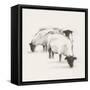 Folksie sheep II-Ethan Harper-Framed Stretched Canvas