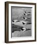 Folland Gnat Was Introduced to the Press at the RAF Valley Station-null-Framed Photographic Print