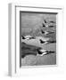 Folland Gnat Was Introduced to the Press at the RAF Valley Station-null-Framed Photographic Print