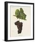 Folle Noire Grape-J. Troncy-Framed Giclee Print