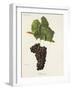 Folle Noire Grape-J. Troncy-Framed Giclee Print