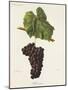 Folle Noire Grape-J. Troncy-Mounted Giclee Print