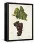 Folle Noire Grape-J. Troncy-Framed Stretched Canvas