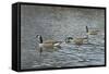 Follow Me-Bruce Dumas-Framed Stretched Canvas