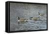 Follow Me-Bruce Dumas-Framed Stretched Canvas