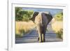 Follow the Leader-null-Framed Giclee Print