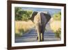 Follow the Leader-null-Framed Giclee Print