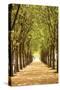 Follow the Path I-Karyn Millet-Stretched Canvas