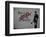 Follow your dreams-Banksy-Framed Giclee Print