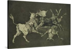 Folly of the Bulls, from the Follies Series, circa 1815-24-Francisco de Goya-Stretched Canvas