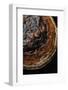 Fomitopsis Pinicola (Red-Belted Bracket, Red-Banded Bracket, Red Banded Polypore)-Paul Starosta-Framed Photographic Print