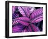 Fond Dous Estate, Persian Shield, St. Lucia, Caribbean-Greg Johnston-Framed Photographic Print