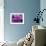 Fond Dous Estate, Persian Shield, St. Lucia, Caribbean-Greg Johnston-Framed Photographic Print displayed on a wall