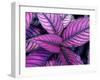 Fond Dous Estate, Persian Shield, St. Lucia, Caribbean-Greg Johnston-Framed Photographic Print