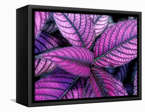 Fond Dous Estate, Persian Shield, St. Lucia, Caribbean-Greg Johnston-Framed Stretched Canvas