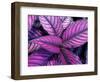 Fond Dous Estate, Persian Shield, St. Lucia, Caribbean-Greg Johnston-Framed Photographic Print