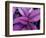 Fond Dous Estate, Persian Shield, St. Lucia, Caribbean-Greg Johnston-Framed Photographic Print