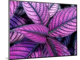 Fond Dous Estate, Persian Shield, St. Lucia, Caribbean-Greg Johnston-Mounted Photographic Print