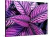 Fond Dous Estate, Persian Shield, St. Lucia, Caribbean-Greg Johnston-Stretched Canvas