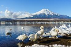 In the Morning, the White Swan in Front of Fuji Mountain in the Winter at Yamanaka Lake. the Favori-Fong_Ch-Mounted Photographic Print
