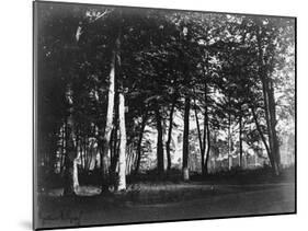 Fontainebleau, 1849 - Study of Trees and Pathways-Gustave Le Gray-Mounted Art Print