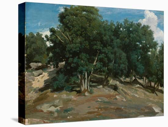 Fontainebleau: Oak Trees at Bas-Bréau, 1832-3-Jean-Baptiste-Camille Corot-Stretched Canvas