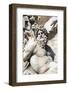 Fontana dei Quattro Fiumi, Piazza Navona, Rome, Latium, Italy, Europe-Nico Tondini-Framed Photographic Print