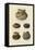 Food Bowls from Chevlon, Homolobi and Four-Mile, Arizona-null-Framed Stretched Canvas