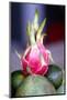 Food buffet in a restaurant, fresh fruits and dragon fruit, Dalat, Vietnam, Indochina-Godong-Mounted Photographic Print