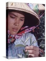 Food: Chinese Woman Picking Shoots from a Tea Plant-Michael Rougier-Stretched Canvas