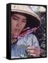 Food: Chinese Woman Picking Shoots from a Tea Plant-Michael Rougier-Framed Stretched Canvas