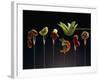 Food for Fondue-Herbert Maass-Framed Photographic Print
