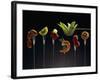 Food for Fondue-Herbert Maass-Framed Photographic Print