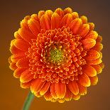 Orange Starburst Gerber With Dew Drops On Brown Background-foodbytes-Photographic Print