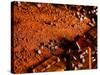 Foods - Desserts - Chocolate-Philippe Hugonnard-Stretched Canvas