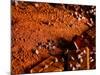 Foods - Desserts - Chocolate-Philippe Hugonnard-Mounted Photographic Print