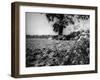 Fool's Parsley-null-Framed Photographic Print