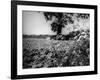Fool's Parsley-null-Framed Photographic Print