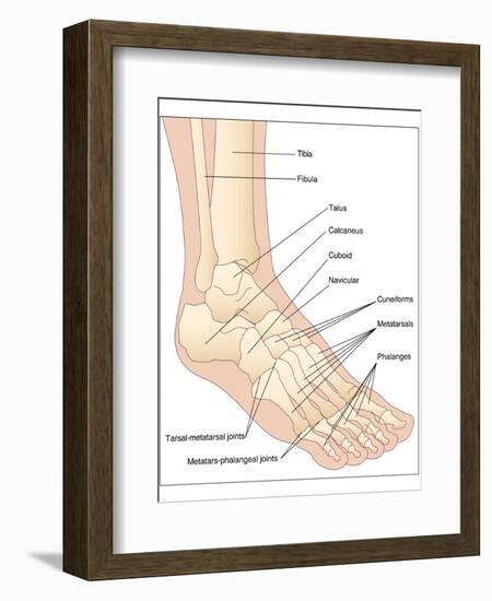 Foot Bones, Artwork-Peter Gardiner-Framed Photographic Print