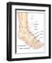 Foot Bones, Artwork-Peter Gardiner-Framed Photographic Print