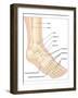 Foot Bones, Artwork-Peter Gardiner-Framed Photographic Print